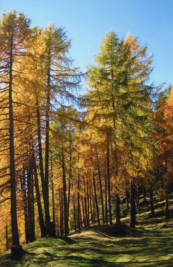 Foto Vincitrice AUTUNNO